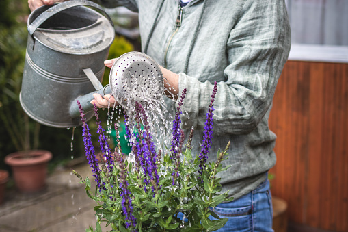 Potting Salvia Nemorosa in flower pot. Flowering sage herb. Watering can in female hand. Woman gardening at springtime