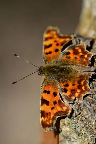 Close-up of a C-butterfly (Polygonia c-album), an orange colorful butterfly that sits on a tree trunk in spring and sunbathes