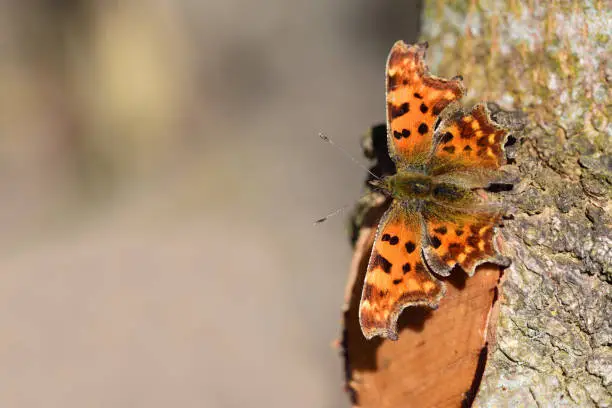 Close-up of a C-butterfly (Polygonia c-album), an orange colorful butterfly that sits on a tree trunk in spring and sunbathes with space for text