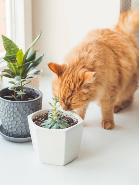 istock Cute ginger cat sniffs indoors plants. Flower pots with Crassula and Sansevieria. Fluffy pet smells succulent plants on white window sill. Peaceful botanical hobby. Gardening at home. 1305539236