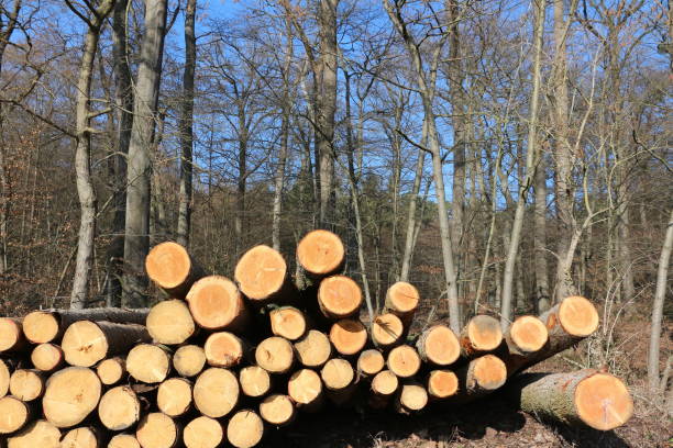 istock Sunny spring day in Menden in the Sauerland 1305540039