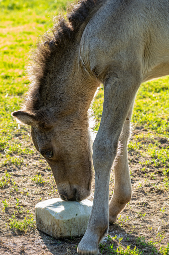 Close up head shot of a young Icelandic horse foal, licking on a salt stone in the summer pasture