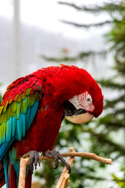 istock Close-up of Bright Red Macaw 1305541983