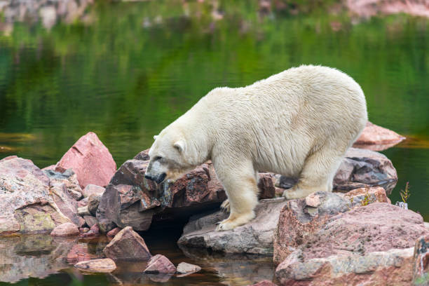 istock Large polar bear standing on some rocks by the water 1305542056