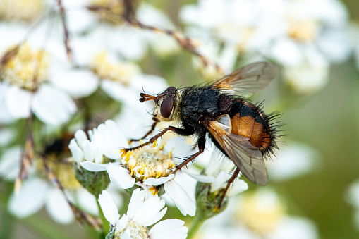 Detailed close up of a large parasitic fly, Peleteria iterans, with a bristly brown body. Sitting on a white flower