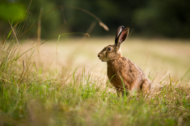 istock Wild hare Lepus europaeus in green grass 1305543376