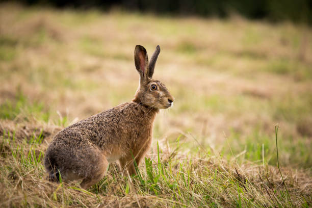 istock Wild hare Lepus europaeus in green grass 1305543410