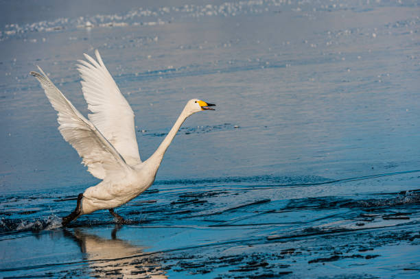 The Whooper Swan, Cygnus cygnus, is a large Northern Hemisphere swan. It is the Old World counterpart of the North American Trumpeter Swan. Lake Kussharo, Hokkaido Island, Japan. Akan National Park. close-up of single swan. Akan National Park. Winter. Tak The Whooper Swan, Cygnus cygnus, is a large Northern Hemisphere swan. It is the Old World counterpart of the North American Trumpeter Swan. Lake Kussharo, Hokkaido Island, Japan. Akan National Park. close-up of single swan. Akan National Park. Winter. Taking off flying from the icy water. national park akan stock pictures, royalty-free photos & images