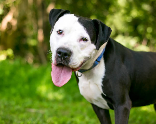 istock A Pit Bull Terrier mixed breed dog with a head tilt 1305546648