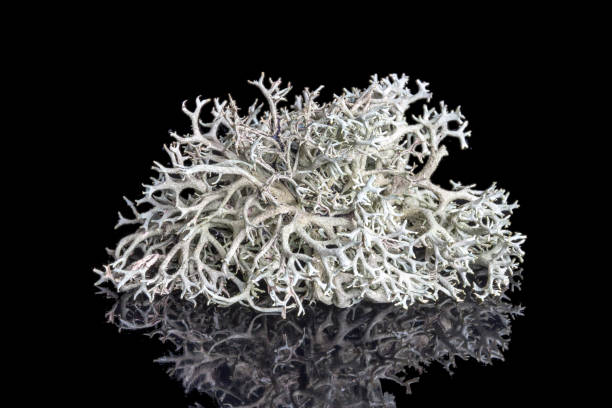 Try tree moss from fir and pine trees on black background