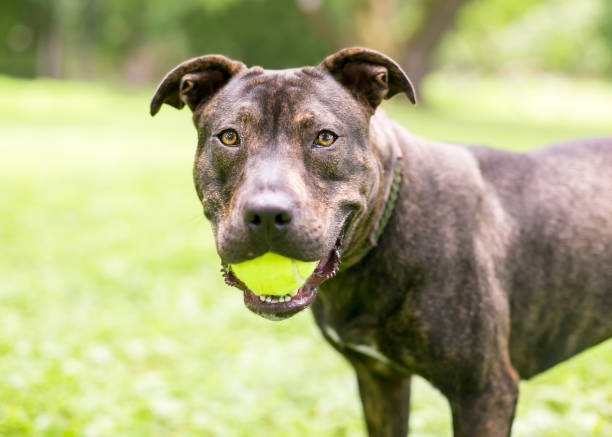 istock A brindle mixed breed dog holding a ball 1305546671