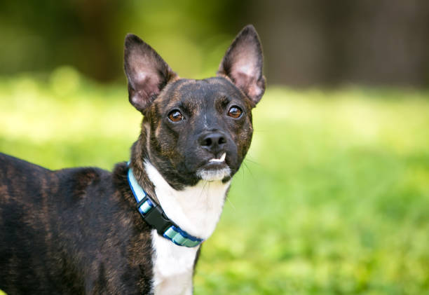 istock A Terrier mixed breed dog with a snaggletooth 1305546677