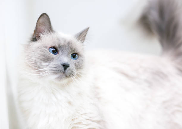 un chat birman aux yeux croisés avec des marques de point lilas - cross eyed photos photos et images de collection