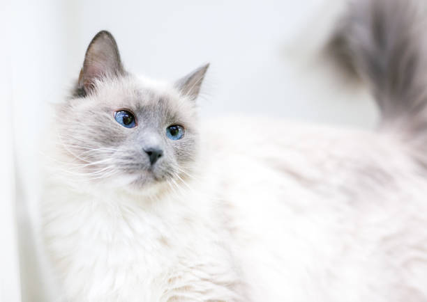 um gato birman de olhos cruzados com marcas de ponta lilás - cross eyed - fotografias e filmes do acervo