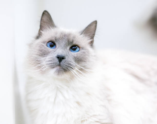 istock A cross-eyed Birman cat with lilac point markings 1305546694