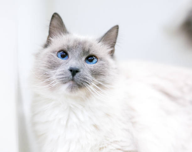 A cross-eyed Birman cat with lilac point markings A cross-eyed Birman cat with lilac point markings and blue eyes birman photos stock pictures, royalty-free photos & images