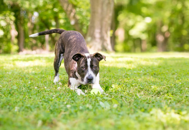 A brindle mixed breed dog in a play bow position stock photo