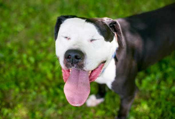 istock A Pit Bull Terrier mixed breed dog panting with its eyes closed 1305546713