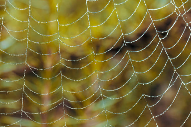 istock A large spider web covered with water drops in a domestic garden 1305548423