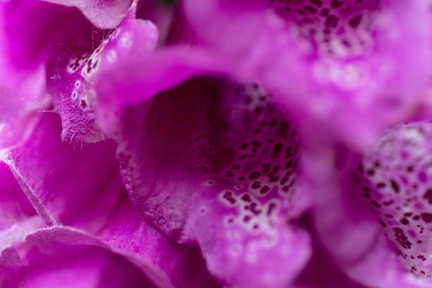 Macro (close-up) flower in nature. Ireland.