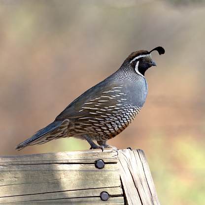 An adult male California Quail (Callipepla californica) perches on a park bench in central Chile, where they were introduced in the last century as a game-bird for hunting.