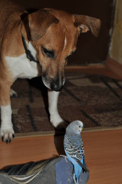 istock dog playing with a parrot, humor 1305549746