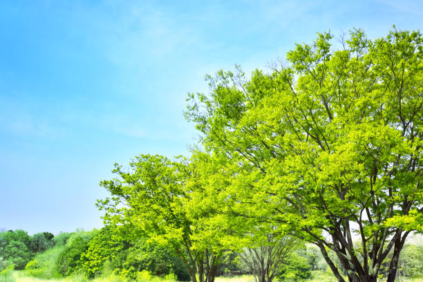 Fresh green seasonal trees