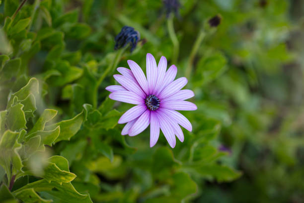 fresh spring wild flowers background. nature and flower concept.