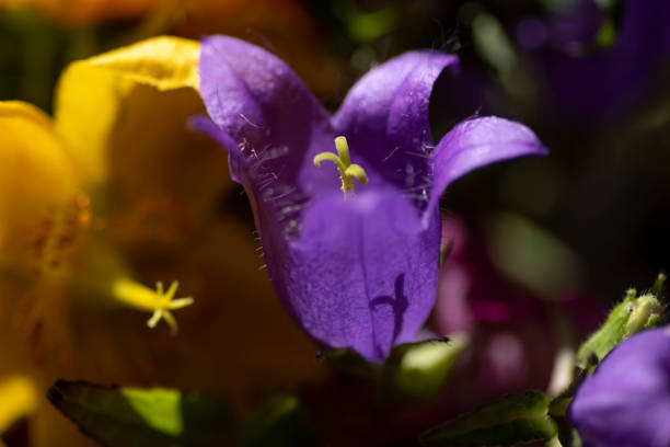 istock Macro (close-up) flower in nature. Bluebell. Ireland 1305551707