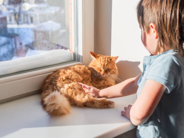toddler strokes sleepy ginger cat. little boy touches cute fluffy pet. kid and domestic animal on windowsill. winter season at cozy home. - child domestic cat little boys pets imagens e fotografias de stock