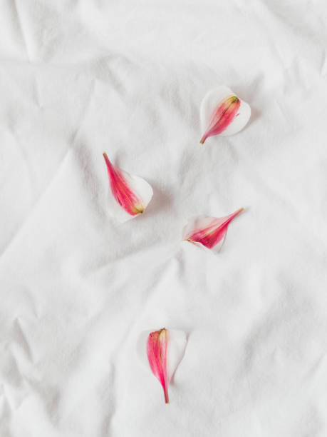 istock Alstroemeria petals on crumpled white fabric. Natural elegant decoration. Romantic background. Top view, flat lay. 1305552607