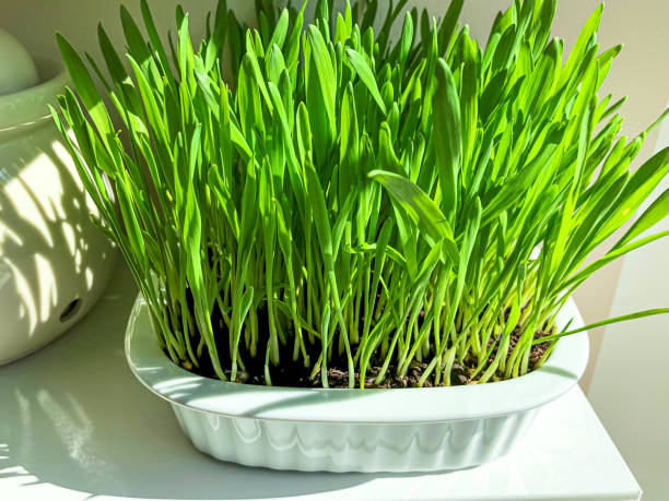 hierba fresca de cebada - barley grass fotos fotografías e imágenes de stock