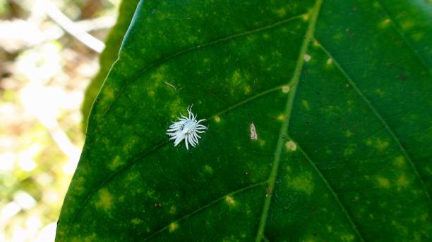 cochinealin - scale insect stock-fotos und bilder