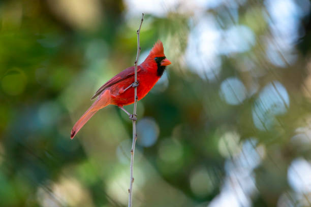 istock Northern Cardinal Perched on a Small Vertical Branch 1305555332