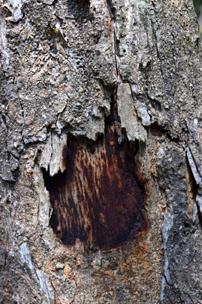 tło, tekstura poziomej kory złamała się z otworem - tree hole bark brown zdjęcia i obrazy z banku zdjęć
