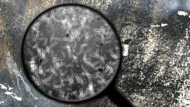 recherche de bactéries à la surface - micro organisme photos et images de collection