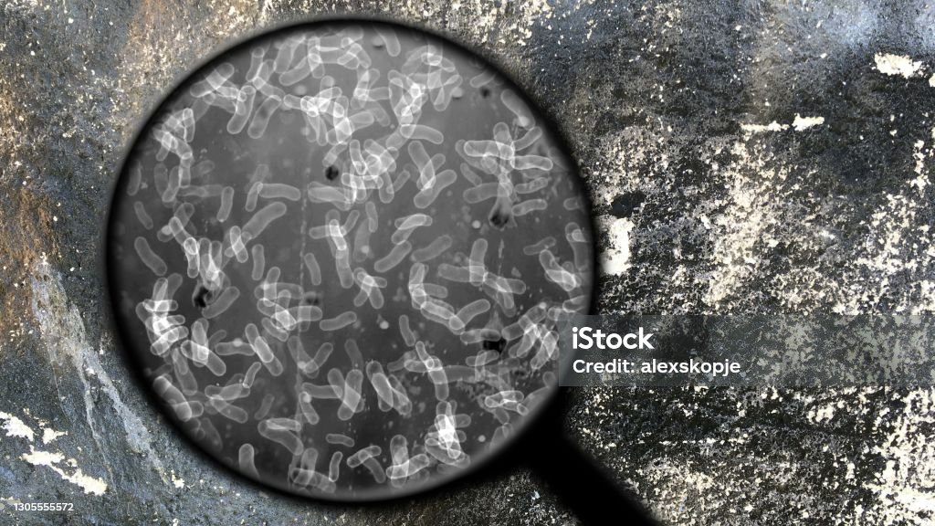 Searching for bacteria on surface Micro Organism Stock Photo