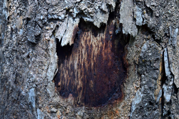 tło, tekstura poziomej kory złamała się z otworem - tree hole bark brown zdjęcia i obrazy z banku zdjęć