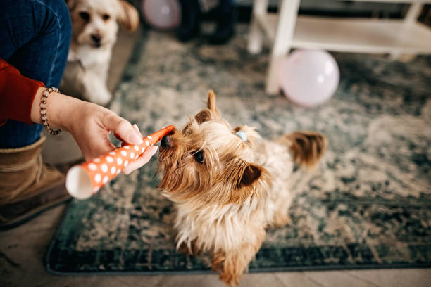 istock Dog having a birthday party 1305555599