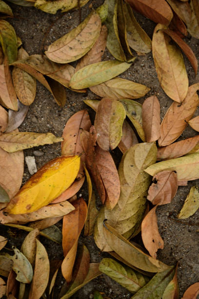 istock a collection of dried leaves 1305556274