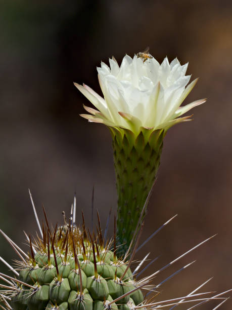 istock A single flower of the endemic Chilean Cactus 1305556306