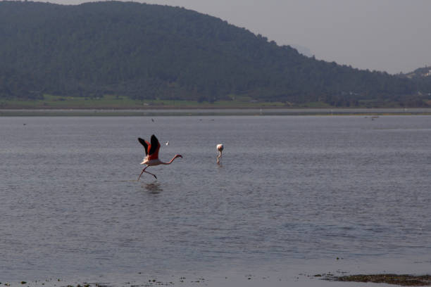 Flamingos Fed In The Wetland in bodrum turkey