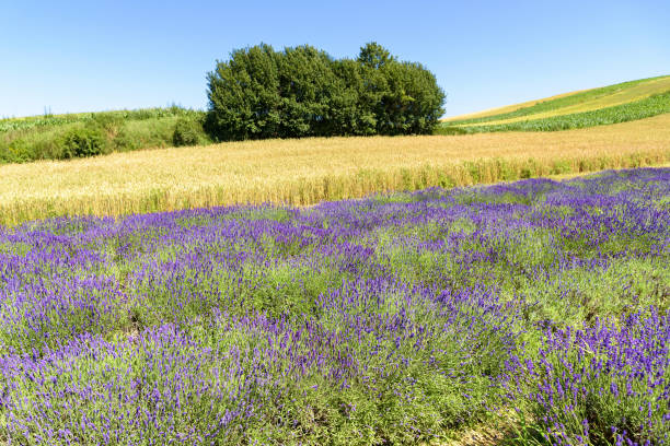 Colorful summer natural landscape made of lavender and wheat fields