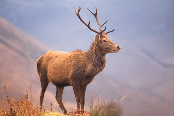 Scottish Red Deer Stag. Glen Etive, Scotland Wildlife portrait of a Scottish Red Deer (Cervus elaphus scoticus) stag in the mountain countryside of Glen Etive in the Scottish Highlands, Scotland. glen etive photos stock pictures, royalty-free photos & images