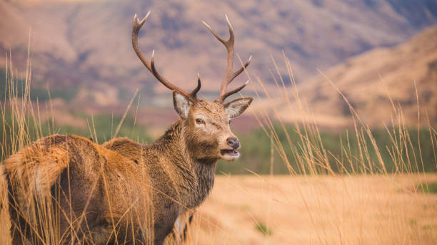 istock Scottish Red Deer Stag. Glen Etive, Scotland 1305557506