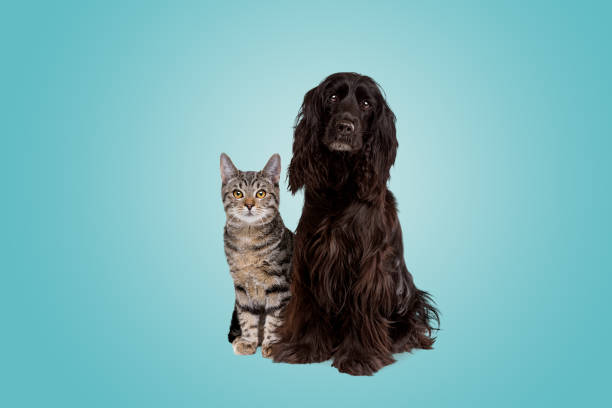 istock European short haired cat and a black cocker spaniel dog 1305558292