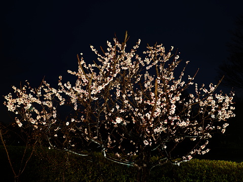 Tokyo,Japan-March 6, 2021: Japanese white ume plum blossoms after the rain at dawn