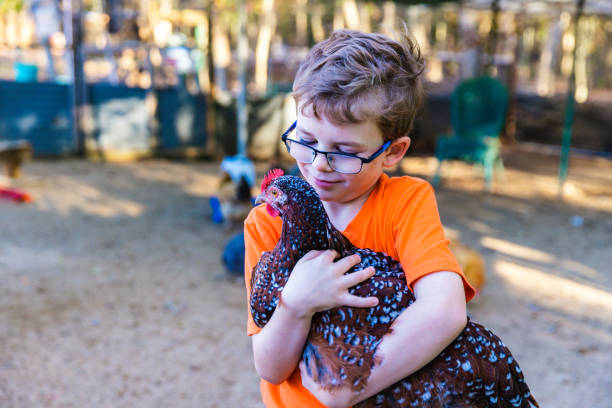 istock Boy holding pet chicken in coop 1305560259