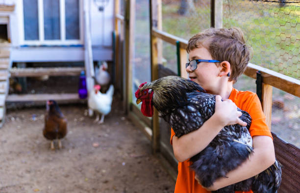 istock Young boy holding pet rooster in coop 1305560272