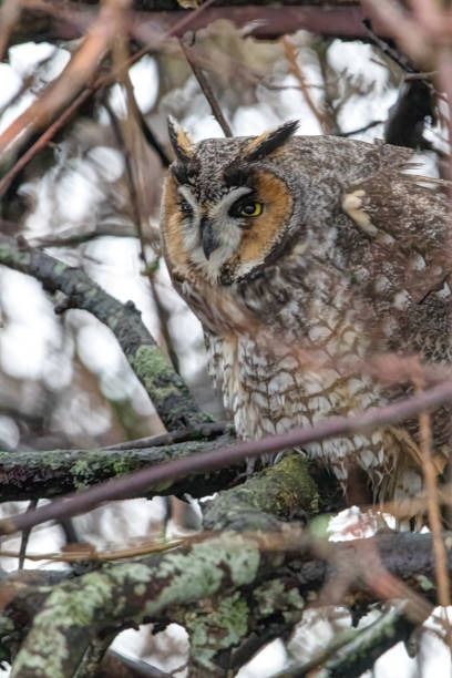 istock long-eared owl perching in the scrub 1305561410